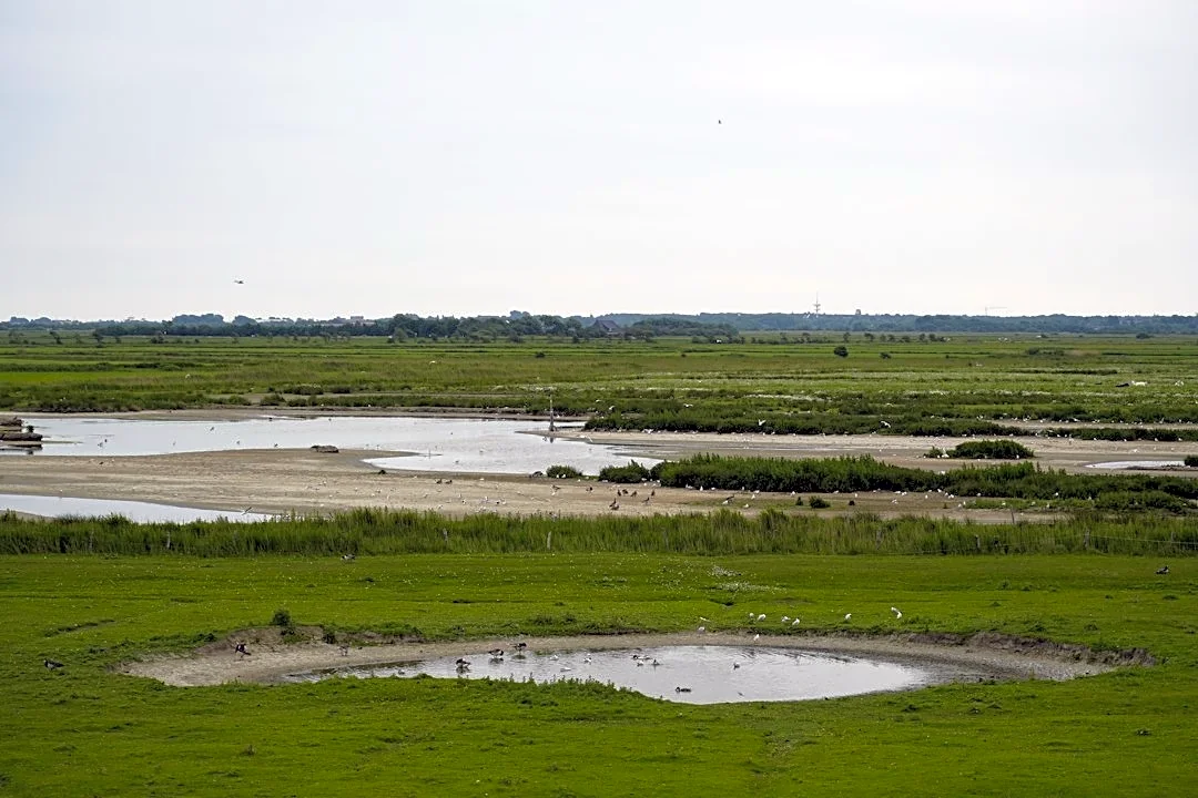 Fall Migration Bird Watching Event at Charleston Slough