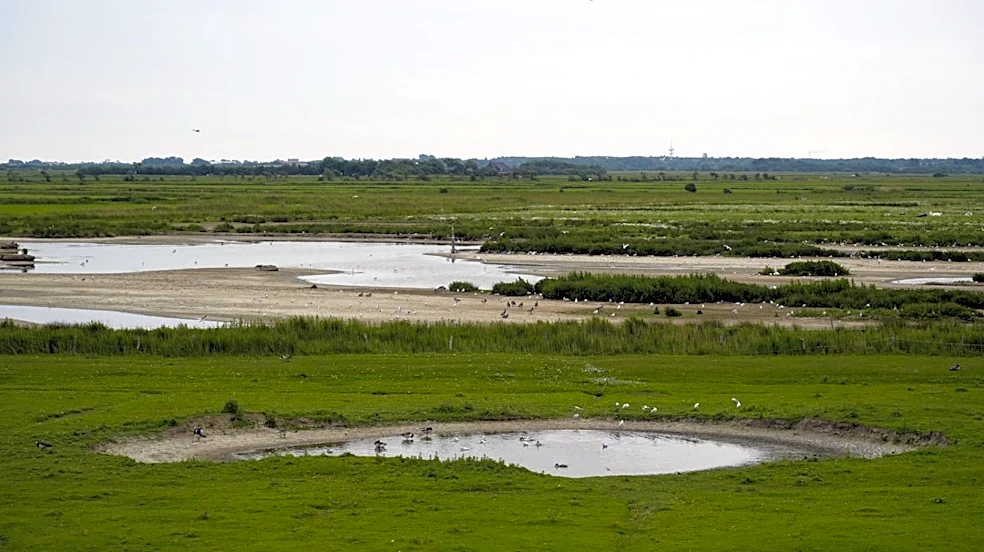 Fall Migration Bird Watching Event at Charleston Slough