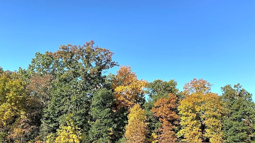 Strong El Niño Delays Fall Foliage in Chicago, Warmer Winter Predicted