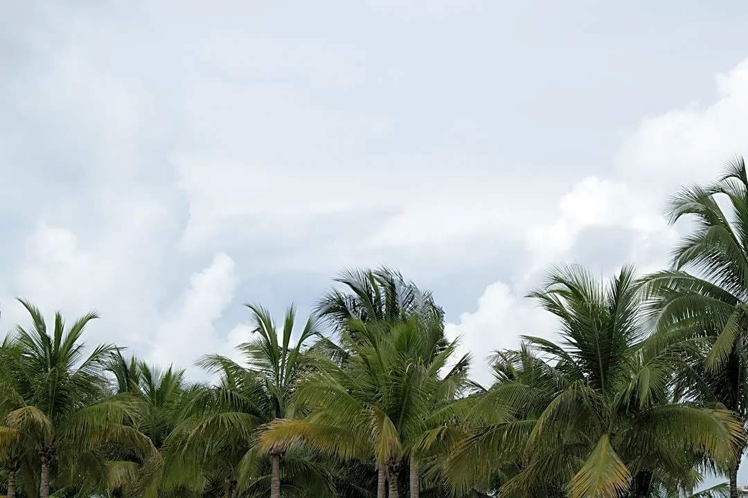 Unpredictable Showers and Breezy Weather in Miami