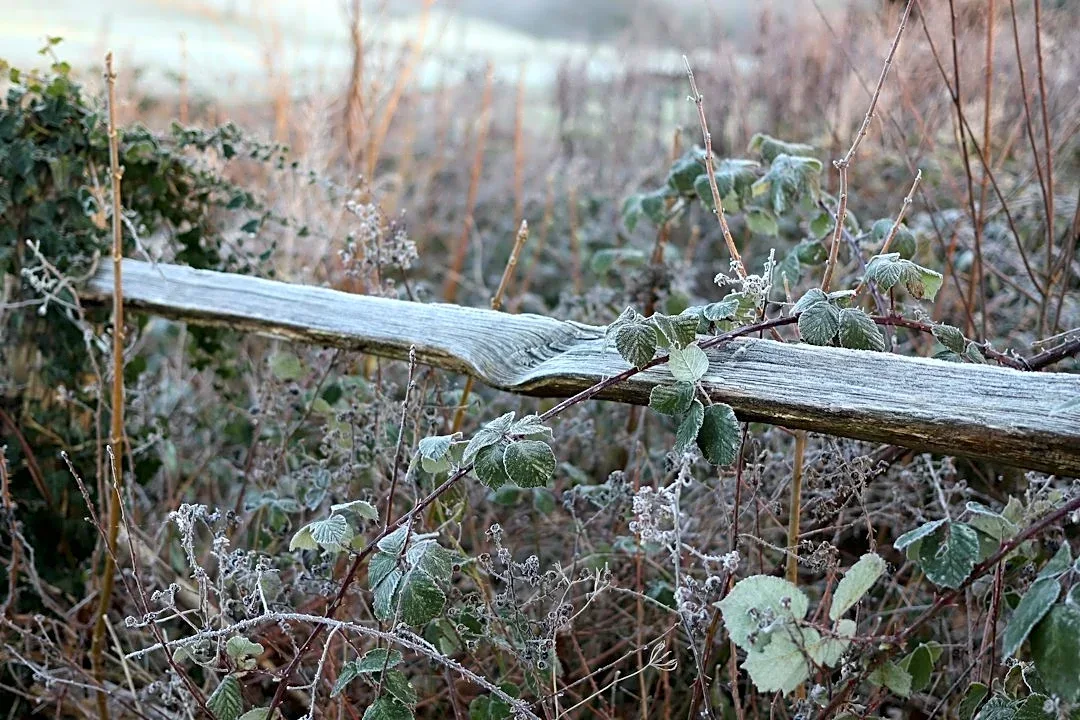 Freeze Warning Issued for Maryland and Virginia