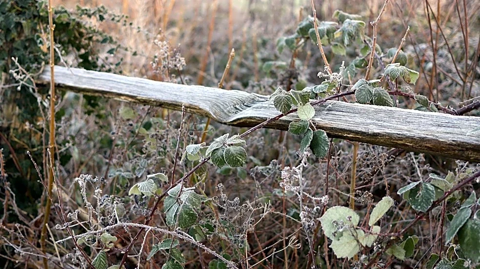 Freeze Warning Issued for Maryland and Virginia