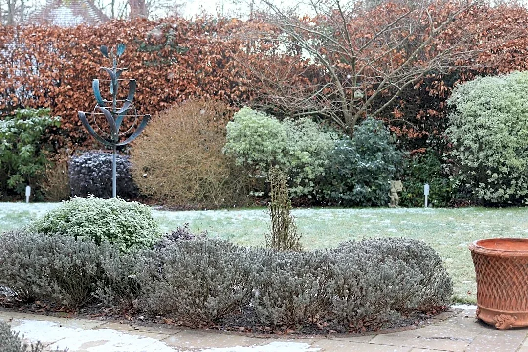 How to Protect Your Plants from Frost Damage