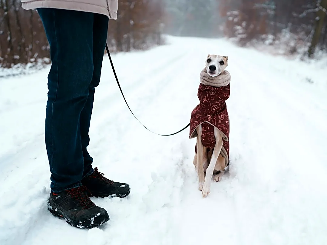 Cold Weather Care for Senior Dogs: Tips to Keep Them Comfortable