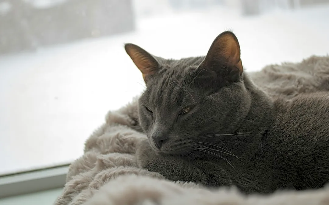 How Cold Is Too Cold for Cats? Tips for Keeping Your Feline Safe