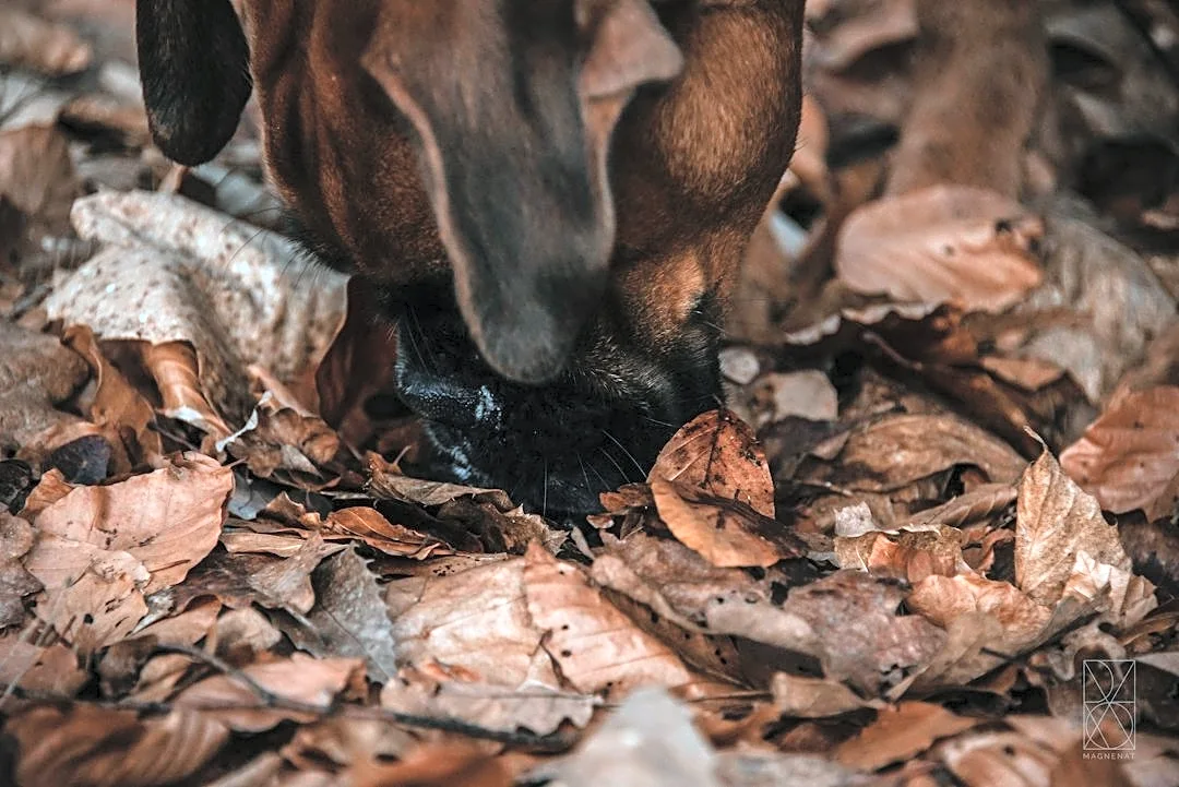 Managing Dog Allergies During South Florida's Fall Season