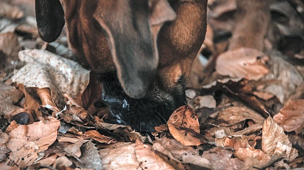 Managing Dog Allergies During South Florida's Fall Season