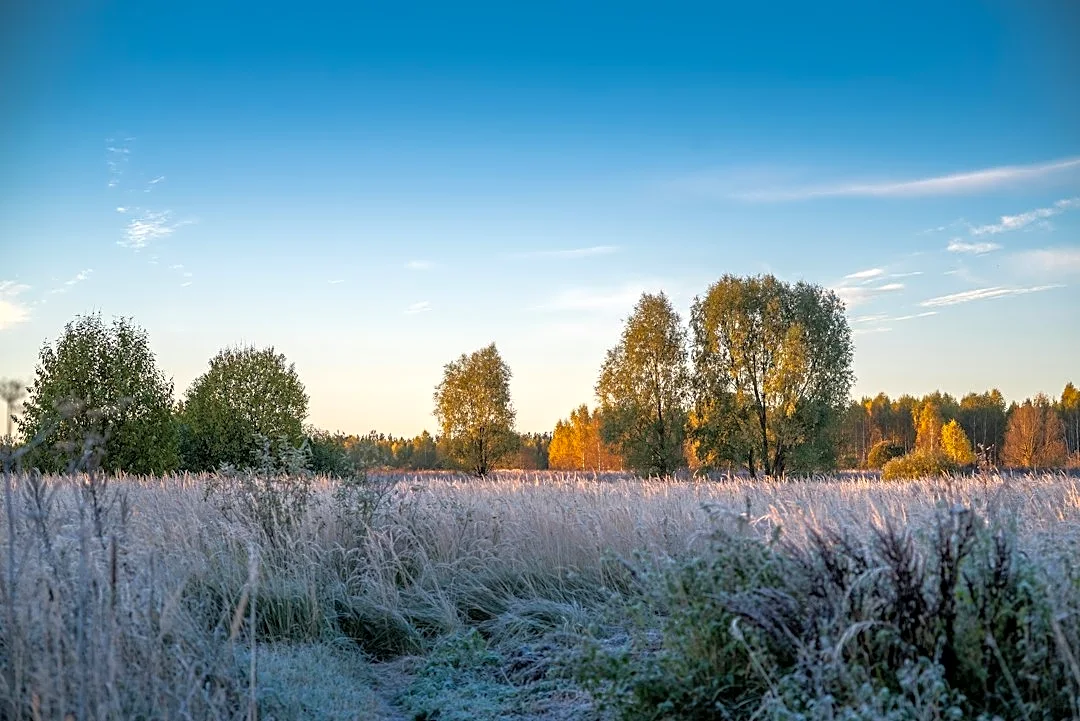 Understanding Freeze Warnings and Preparing for the First Frost