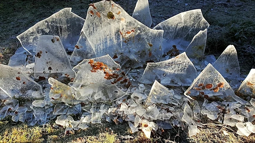 How to Protect Your Plants from Early Frost