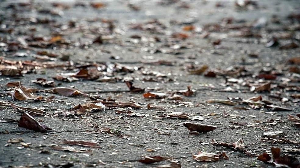 Why Wet Leaves on Roads Can Be as Dangerous as Ice