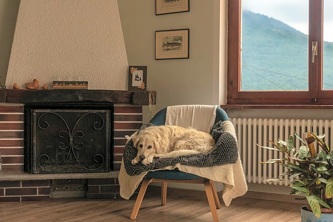 How to Keep Your Pets Safe in Cold Weather