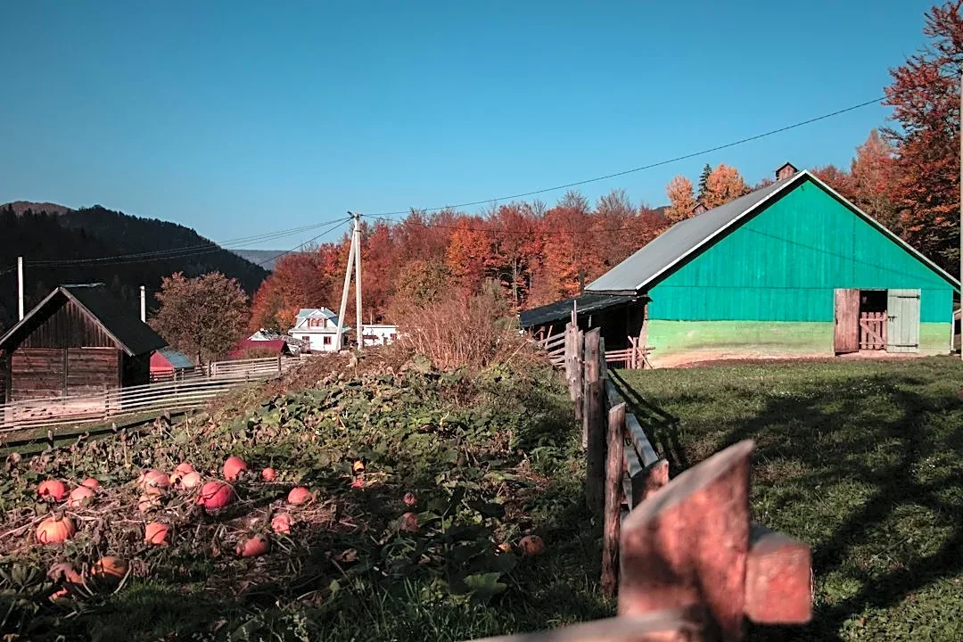 Fall Festival Brings Autumn Magic to Manorville, NY