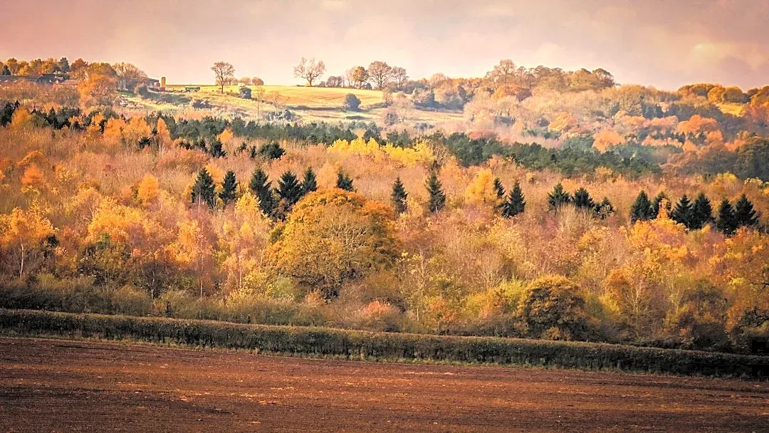 Fall Foliage Peaks Across U.S. Regions