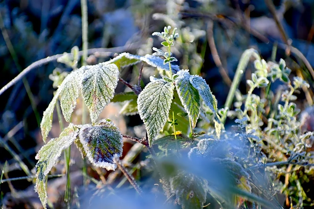 Minnesota's Frost Dates Shape Planting Calendar