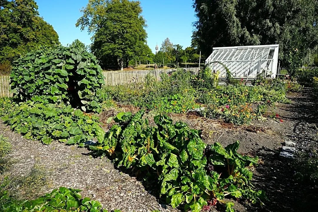 Fall Planting Tips: Maximize Cool-Weather Crops