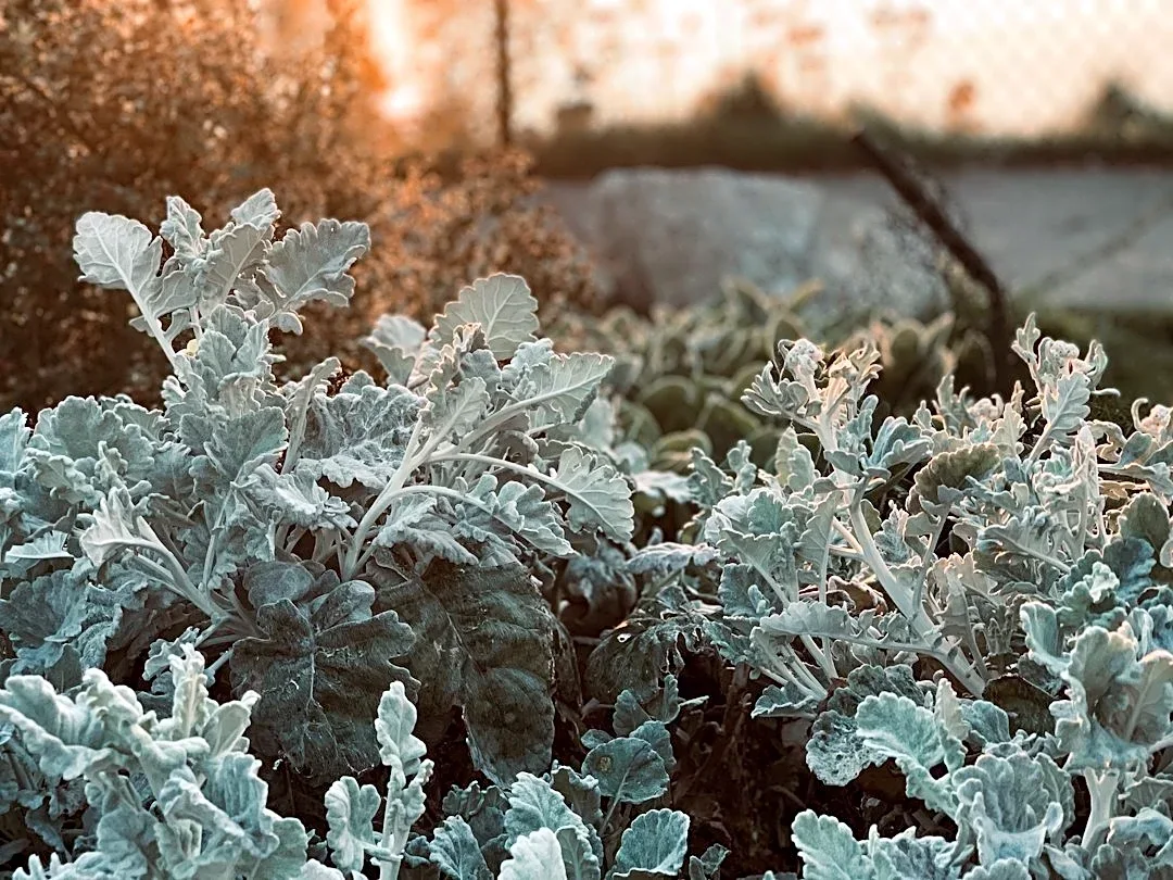 Frost Dates Define Growing Seasons Nationwide