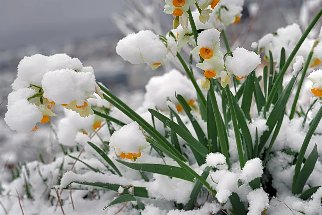 7 Plants That Thrive in Winter Cold