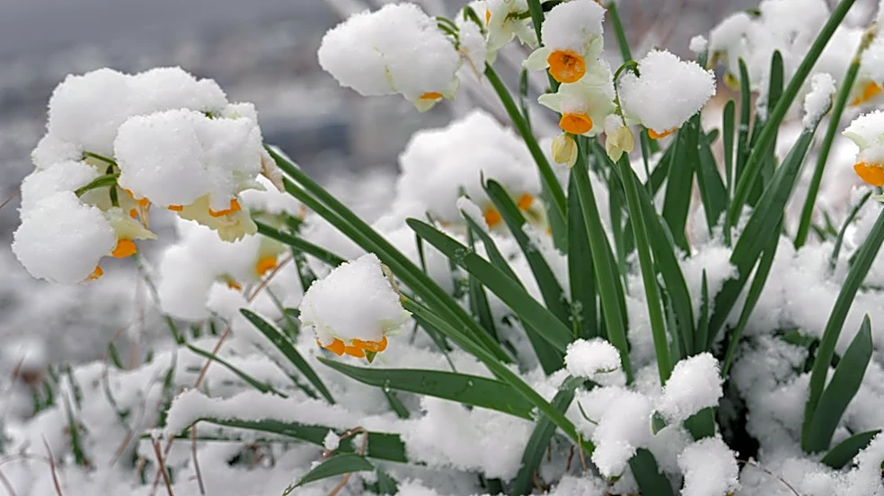 7 Plants That Thrive in Winter Cold