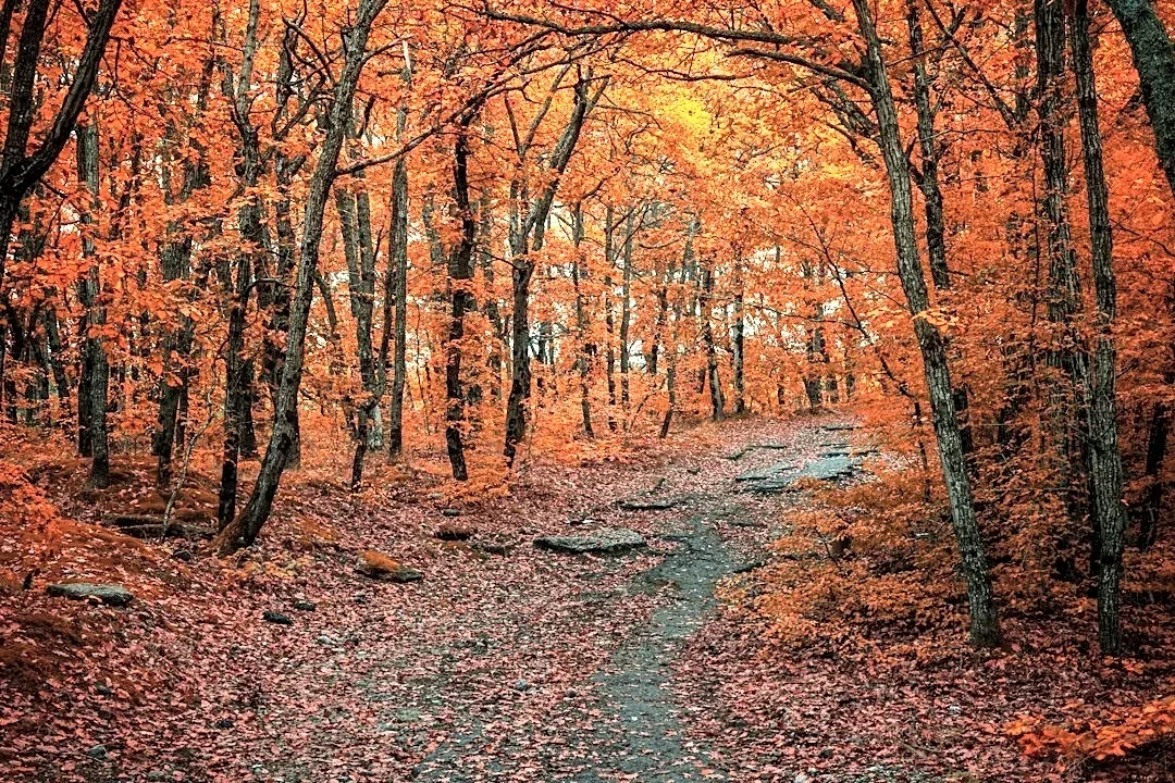 Fall Foliage Map 2026: Peak Color Forecast Across the U.S.