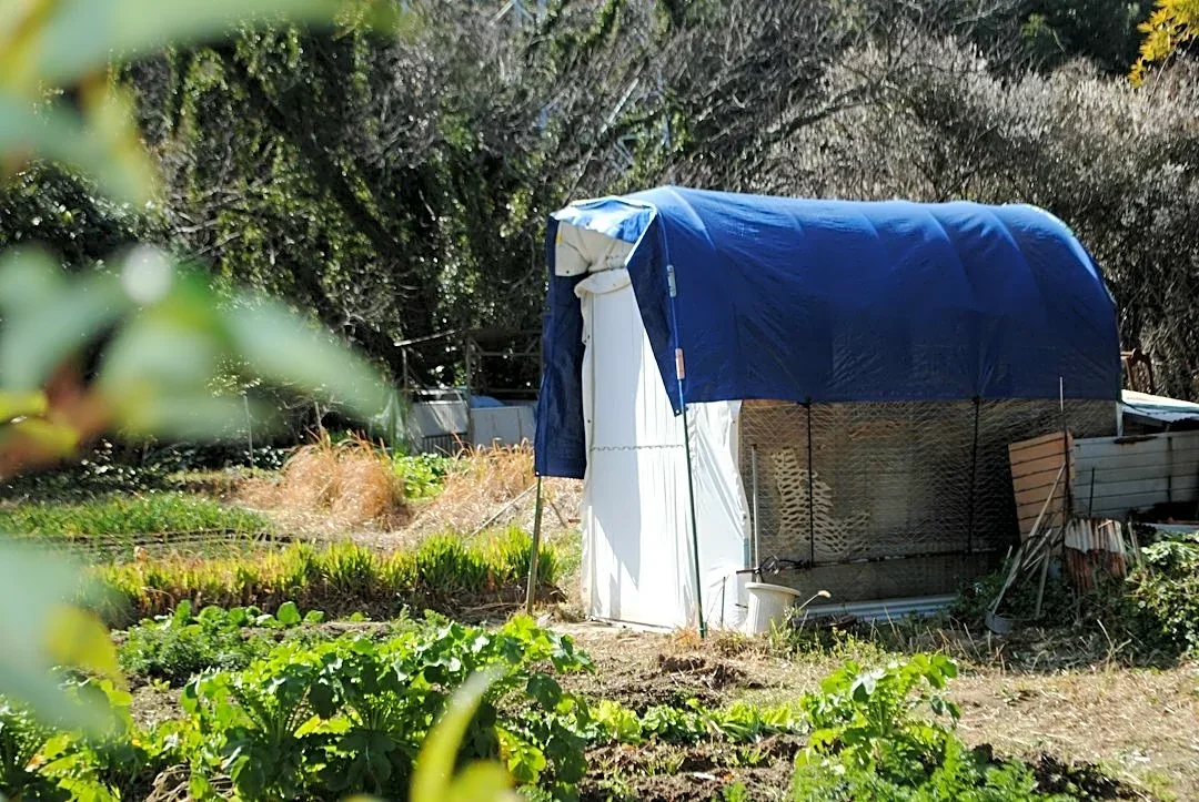 Prepare Your Garden for Frost in Mid-Missouri