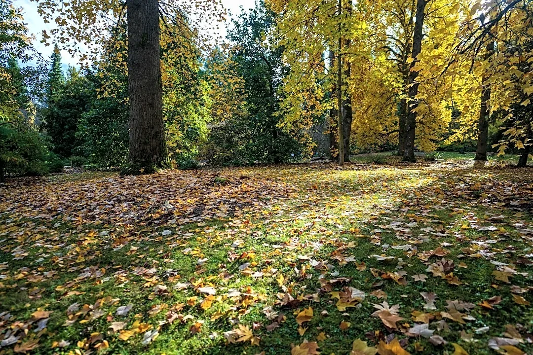 Skip Raking This Fall: Environmental Benefits of Leaving Leaves