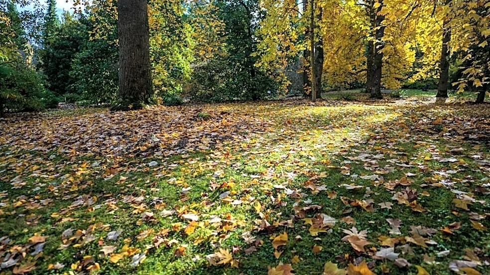 Skip Raking This Fall: Environmental Benefits of Leaving Leaves