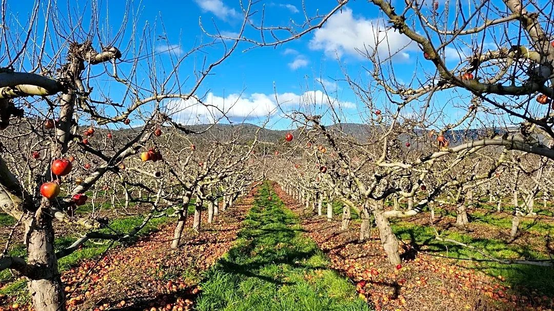 Late April Frost Causes $1 Million Loss for Maryland Farm