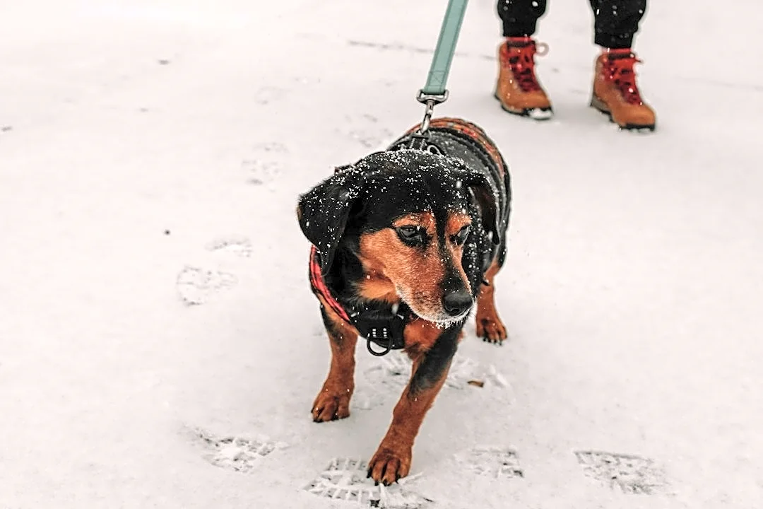 How to Protect Your Pets from Common Winter Emergencies