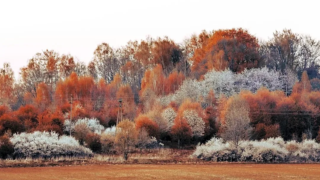 How to Manage Fall Allergies During Weather Changes