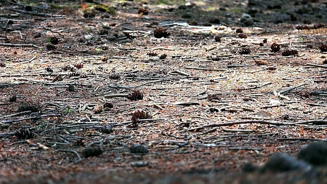 Understanding Fall Wildfire Risks During Drought Conditions