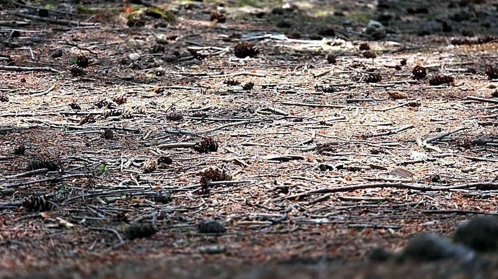Understanding Fall Wildfire Risks During Drought Conditions