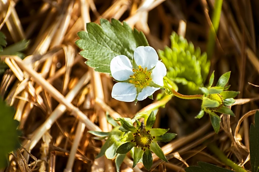 How to Winterize Strawberry Plants for Cold Weather