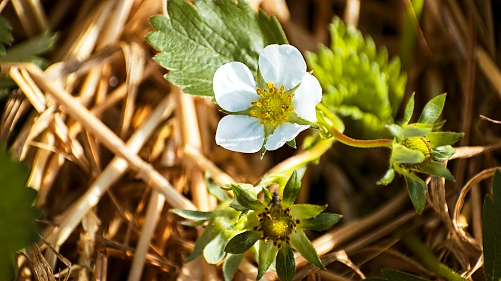 How to Winterize Strawberry Plants for Cold Weather