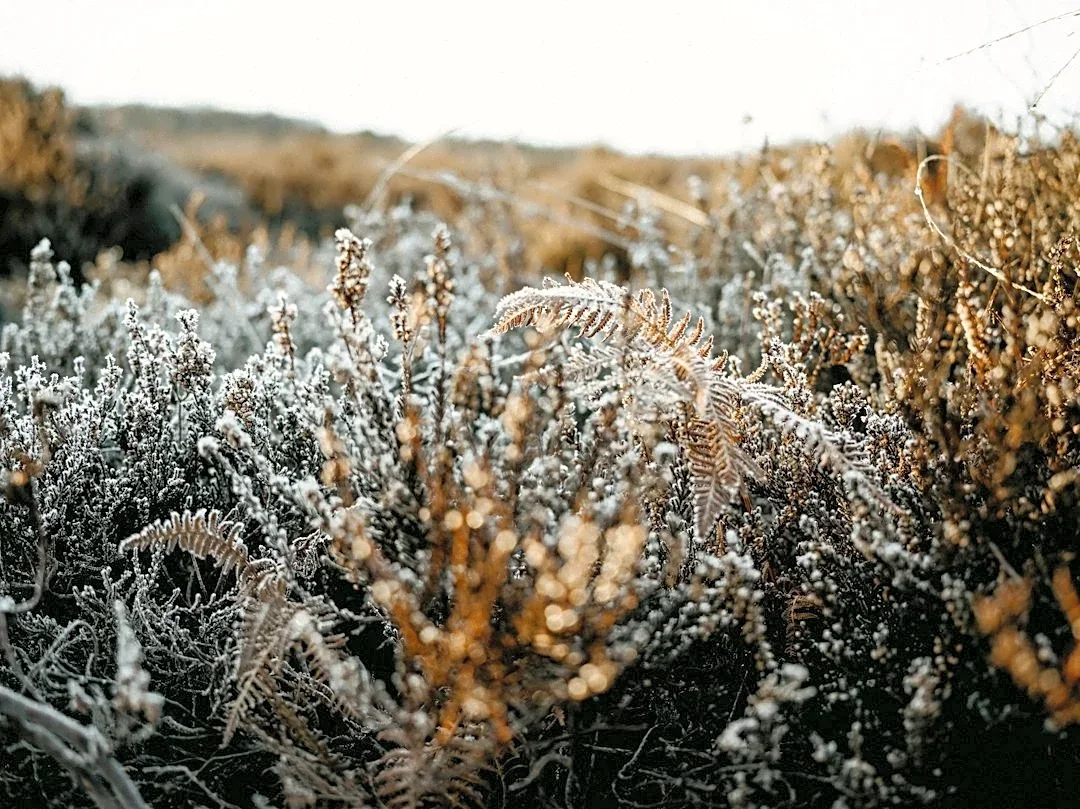 Understanding Frost Advisories: What They Mean and How to Prepare