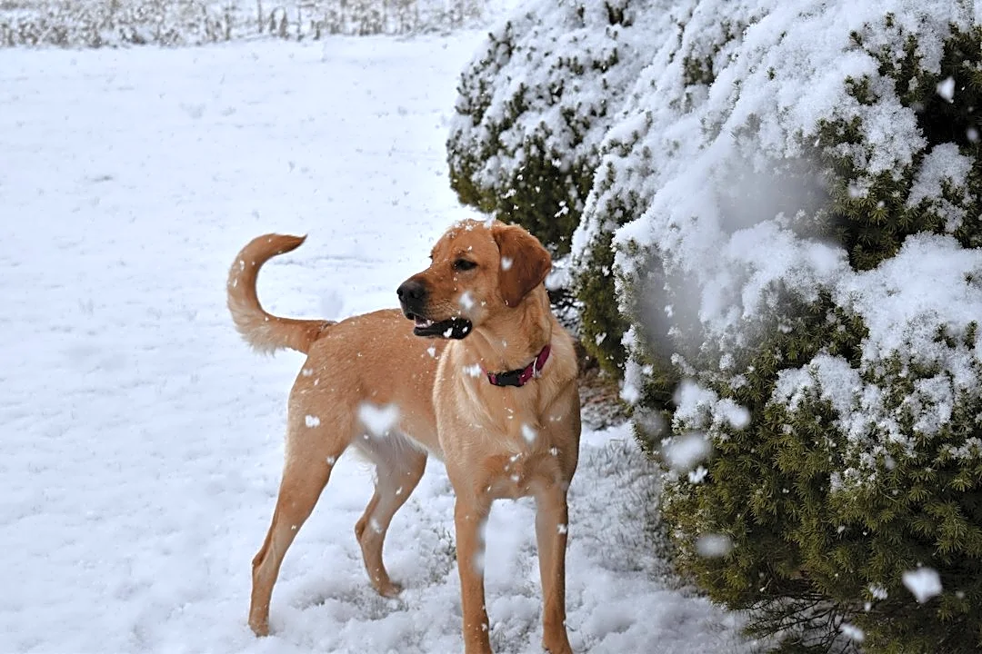 How to Choose the Best GPS Dog Tracker for Winter Walks