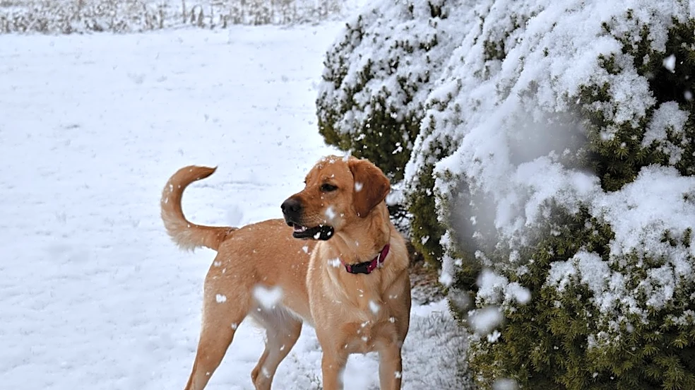 How to Choose the Best GPS Dog Tracker for Winter Walks