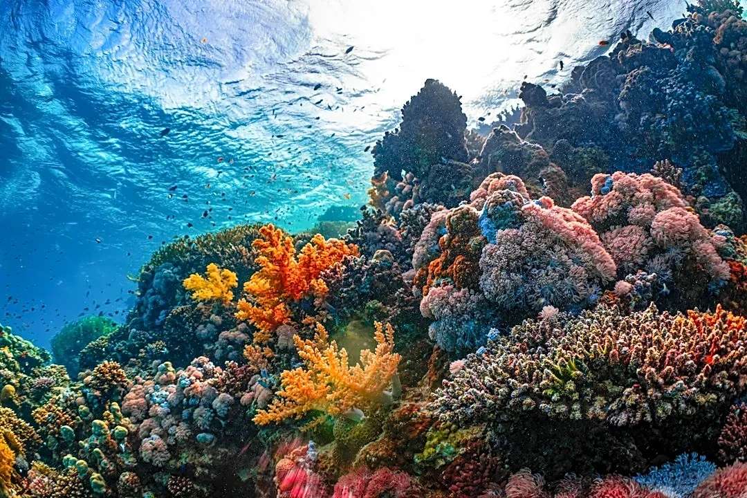 Marine Heatwaves Threaten Global Ecosystems