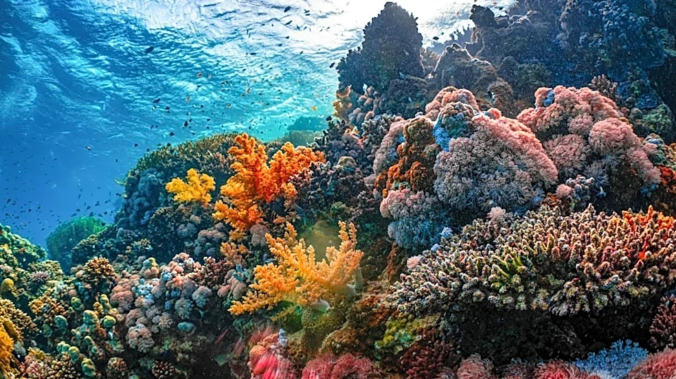 Marine Heatwaves Threaten Global Ecosystems