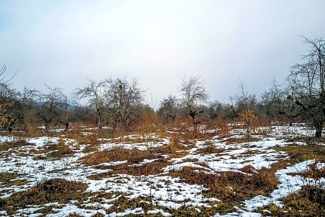 Late Frost Causes $1 Million Loss for Maryland Farm's Apple and Peach Crops