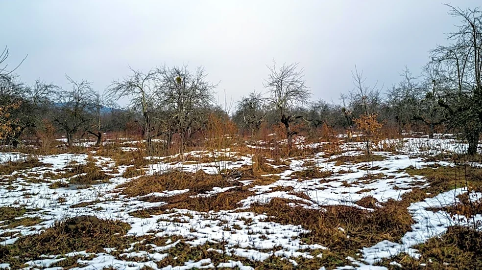 Late Frost Causes $1 Million Loss for Maryland Farm's Apple and Peach Crops