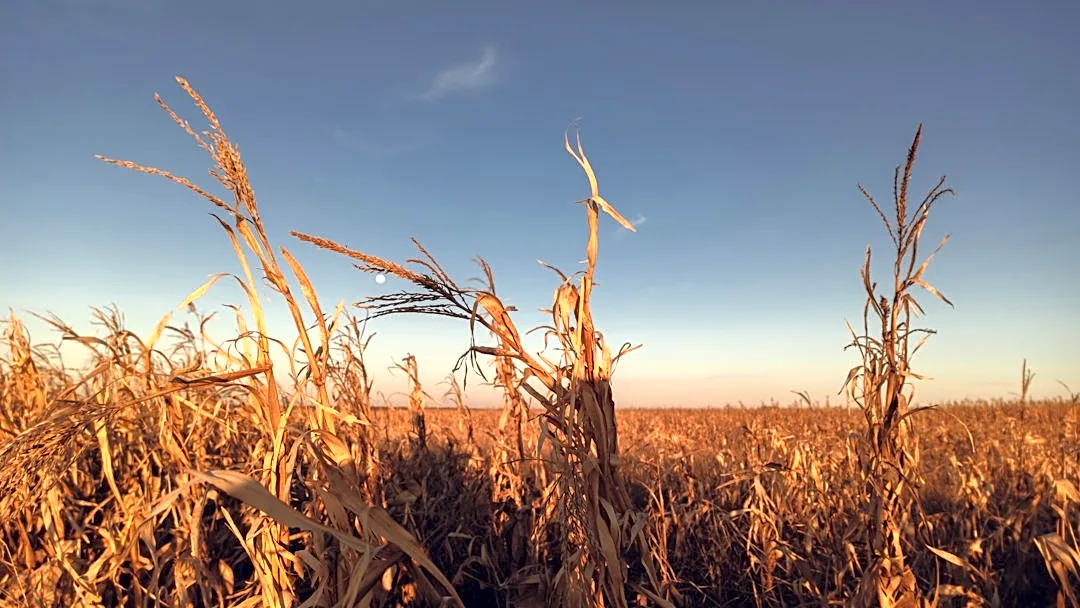 Minnesota Farmers Face Mixed Outcomes Amid Drought and Rising Crop Prices
