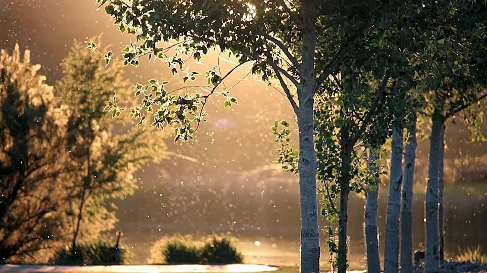 Comprehensive Guide to Caring for Trees in Texas