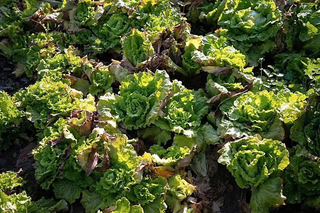 Protect Lettuce From Frost Tonight With These Tips