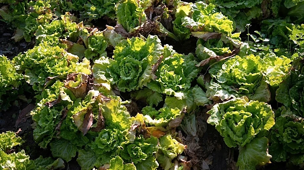 Protect Lettuce From Frost Tonight With These Tips