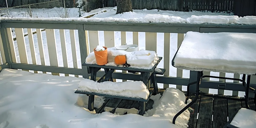 Animal Legal Defense Fund Urges Action to Protect Dogs in Winter