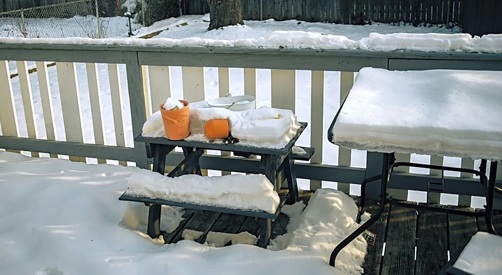 Animal Legal Defense Fund Urges Action to Protect Dogs in Winter