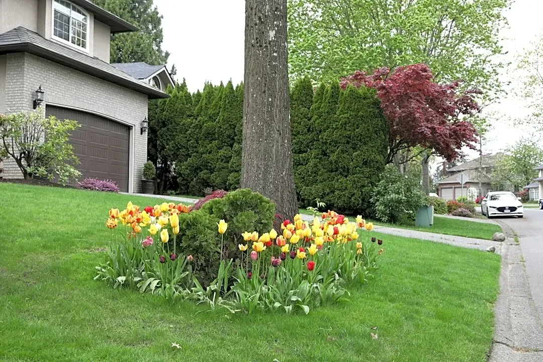 Rebuilding Tree Canopies: Planting for the Future