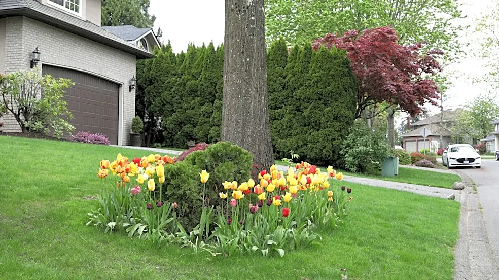 Rebuilding Tree Canopies: Planting for the Future