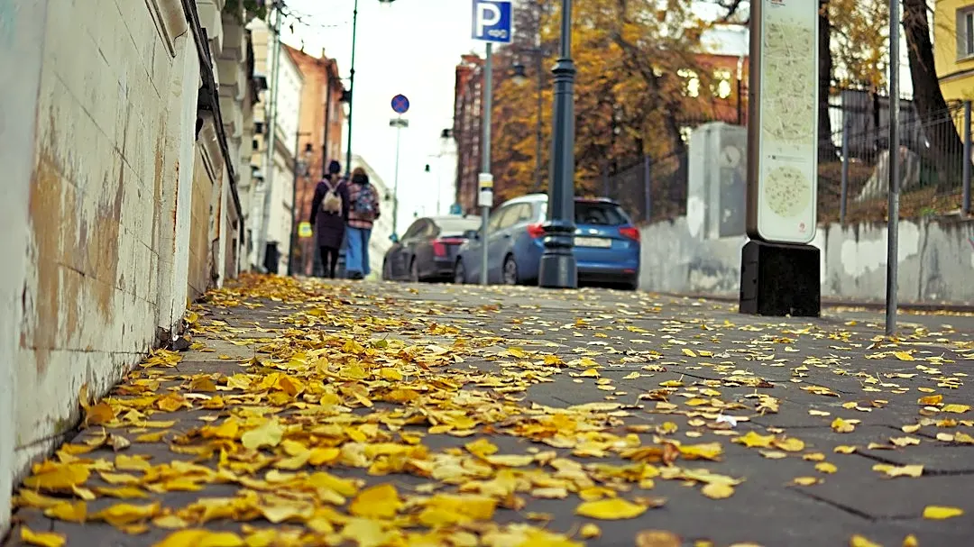 Washington, D.C. Announces Start of 2026-2027 Leaf Collection Season