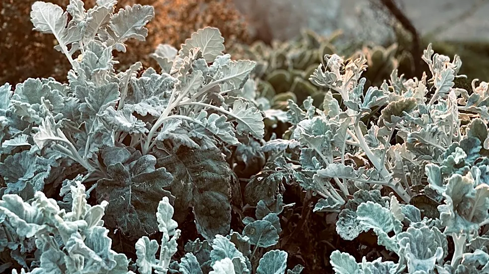 How to Protect Your Plants from Frost and Cold Weather